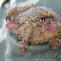 Pygmy marmoset