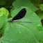 Ebony Jewelwing