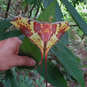 Malaysian Moon Moth