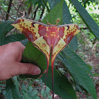 Malaysian Moon Moth