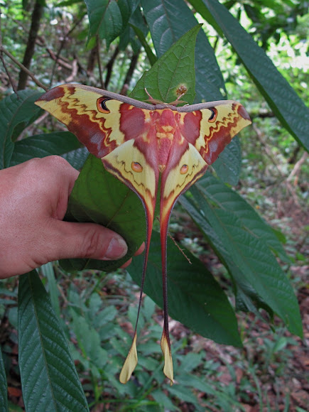Spotting Image 1