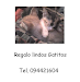 Gatitos Que Buscan Hogar