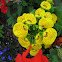 pocketbook plant
