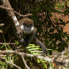 Bale Mountains Vervet