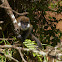 Bale Mountains Vervet