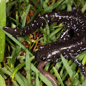 Blue-Spotted Salamander