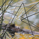 American bull frog