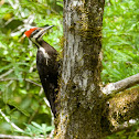 Pileated Woodpecker