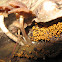 Insect Egg Slime