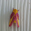 Rosy Maple Moth