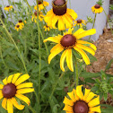 Black-eyed Susan