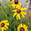 Black-eyed Susan