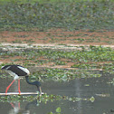 black necked stork