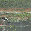 black necked stork