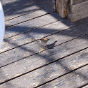Yellow eyed junco