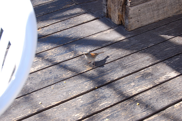 Spotting Image 1