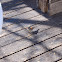 Yellow eyed junco