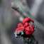 Cup Lichen, Chrobotek koralkowy