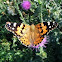 Painted Lady