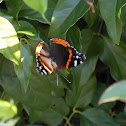 Red Admiral