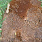 Honey bee Hive