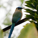 Blue-crowned Motmot