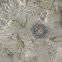 Sea urchin