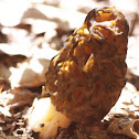 Morel