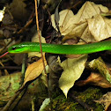 Greater Green Snake
