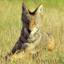 Coyote