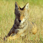 Coyote