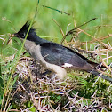 Jacobin Cuckoo