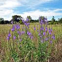 Hoary Vervain