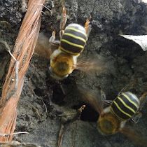 Meliponiculture in the Paso del Istmo