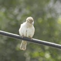 House sparrow (female)