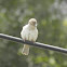 House sparrow (female)