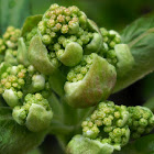 Climbing Hydrangea buds