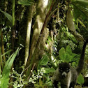 Coati