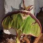 Luna Moth