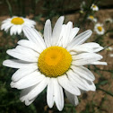 Wild daisy