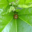 Mariquita - Lady bug