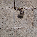Iguanito