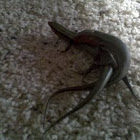 Little Brown Skink