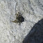 Green Crab
