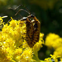 Goldenrod Soldier Beetles- mating