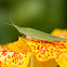slant faced grasshopper