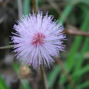 Sensitive Plant