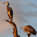 White-faced Heron