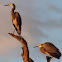 White-faced Heron
