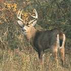 Mule Deer